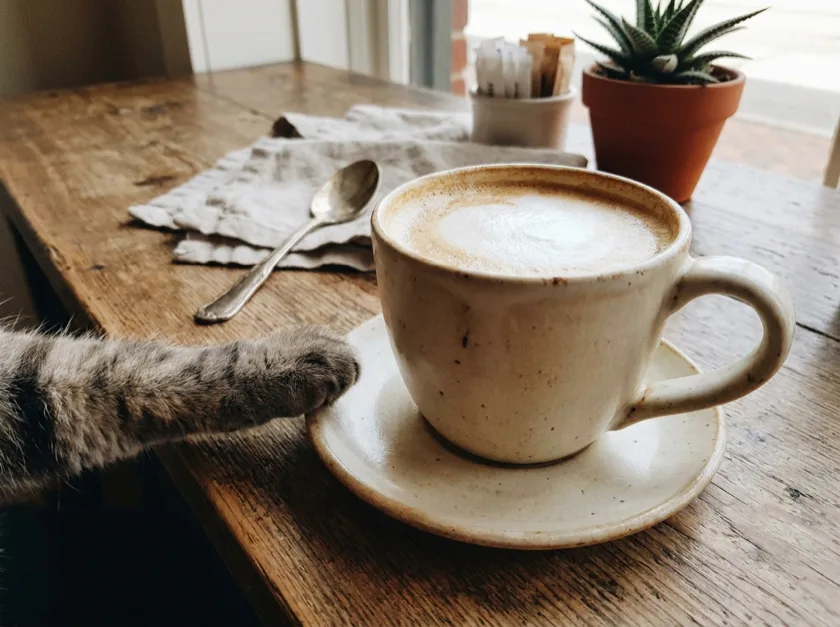 A gray cat's paw reaching toward a ceramic mug of coffee