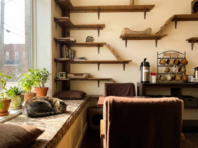 A tabby cat curled on a window bench inside the plant-filled lounge